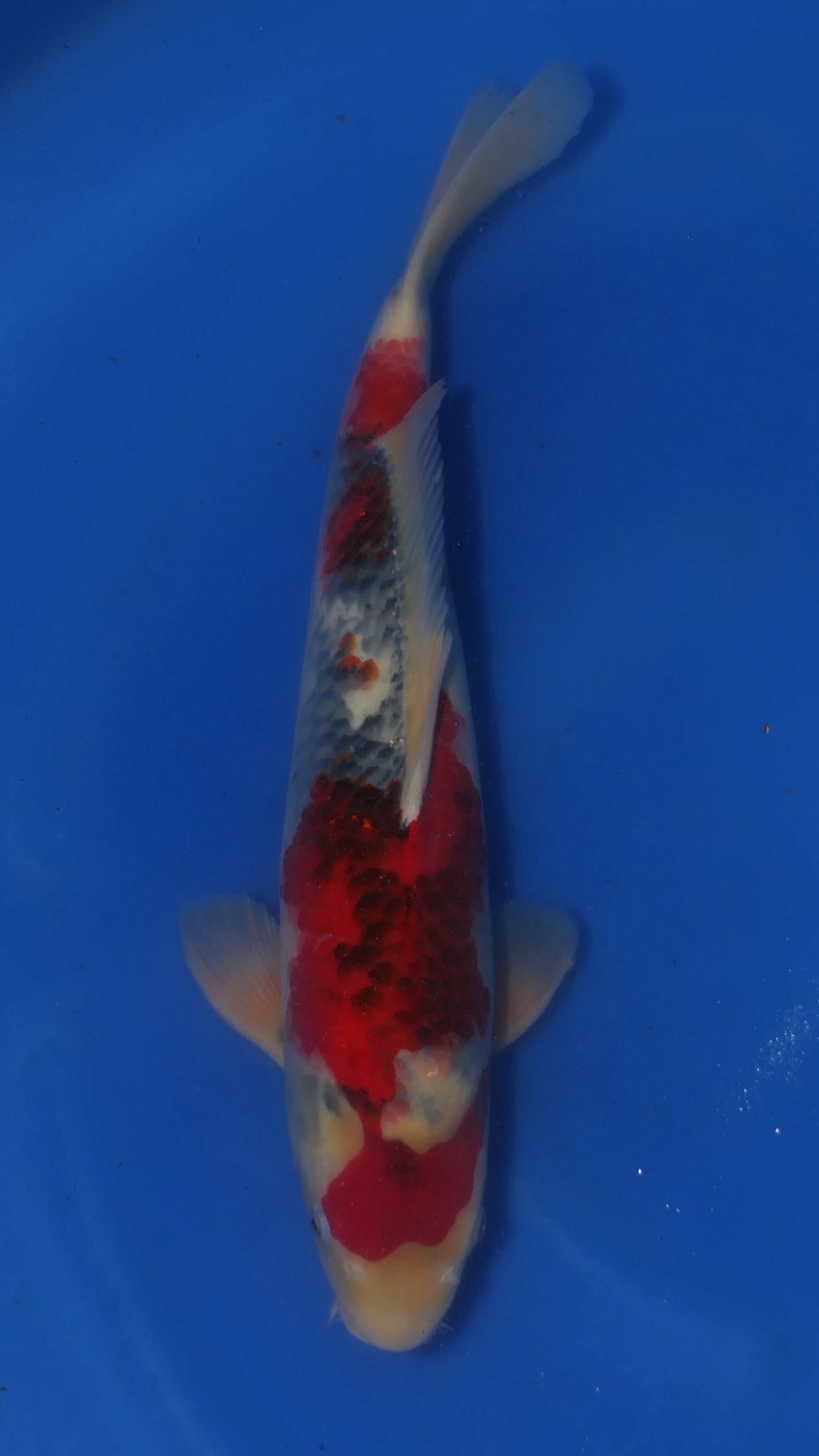 Showa - Maruchiku - Nisai - #02