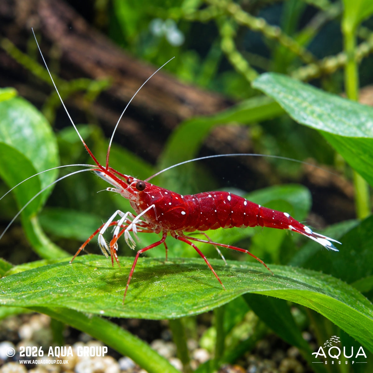 Matano Blue Dot Shrimp - Caridina dennerli