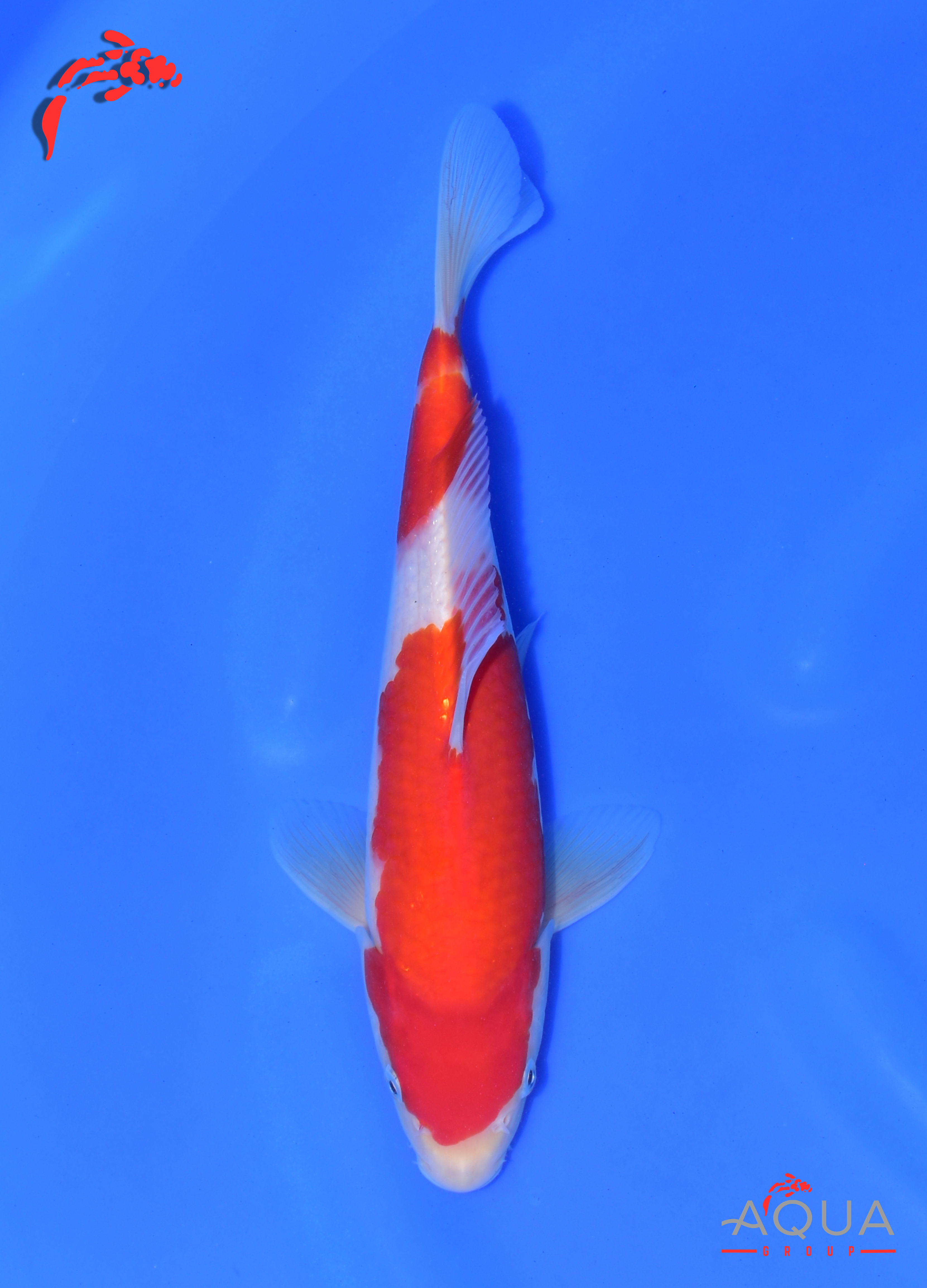 Kohaku - Matsue - Tosai - Certificated - #11