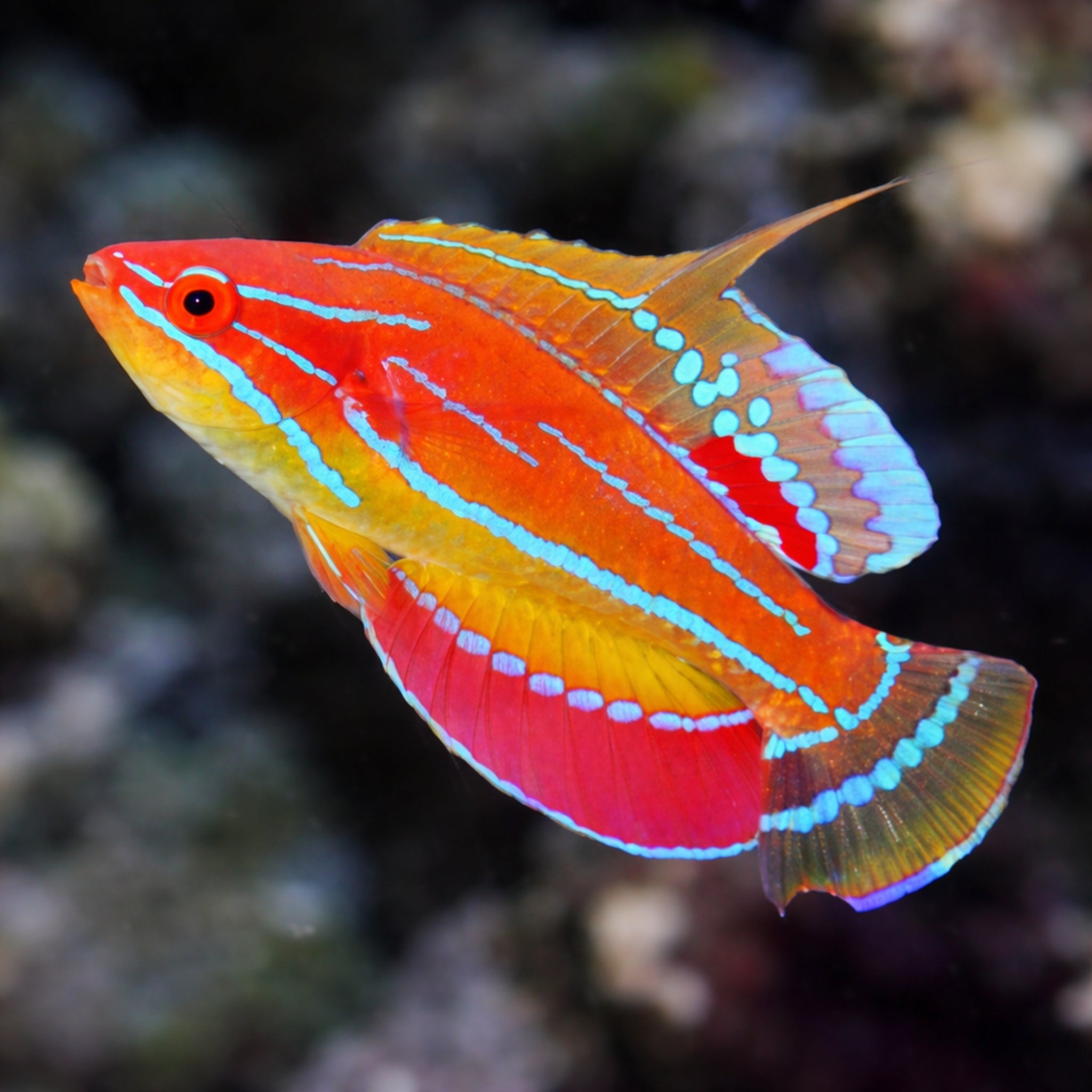 McCosker's Flasher Wrasse - Paracheilinus mccoskeri - Aqua Group