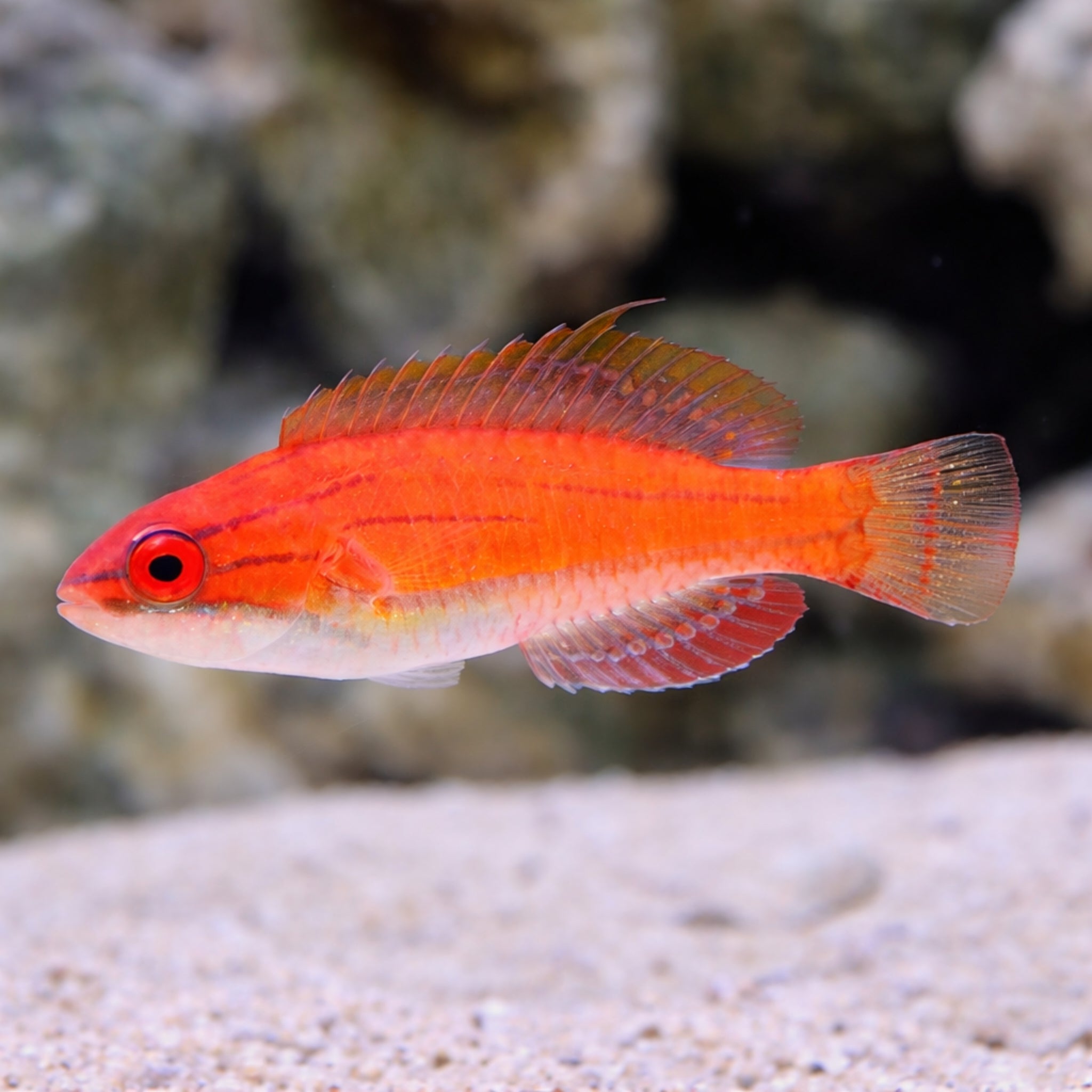 McCosker's Flasher Wrasse - Paracheilinus mccoskeri - Aqua Group