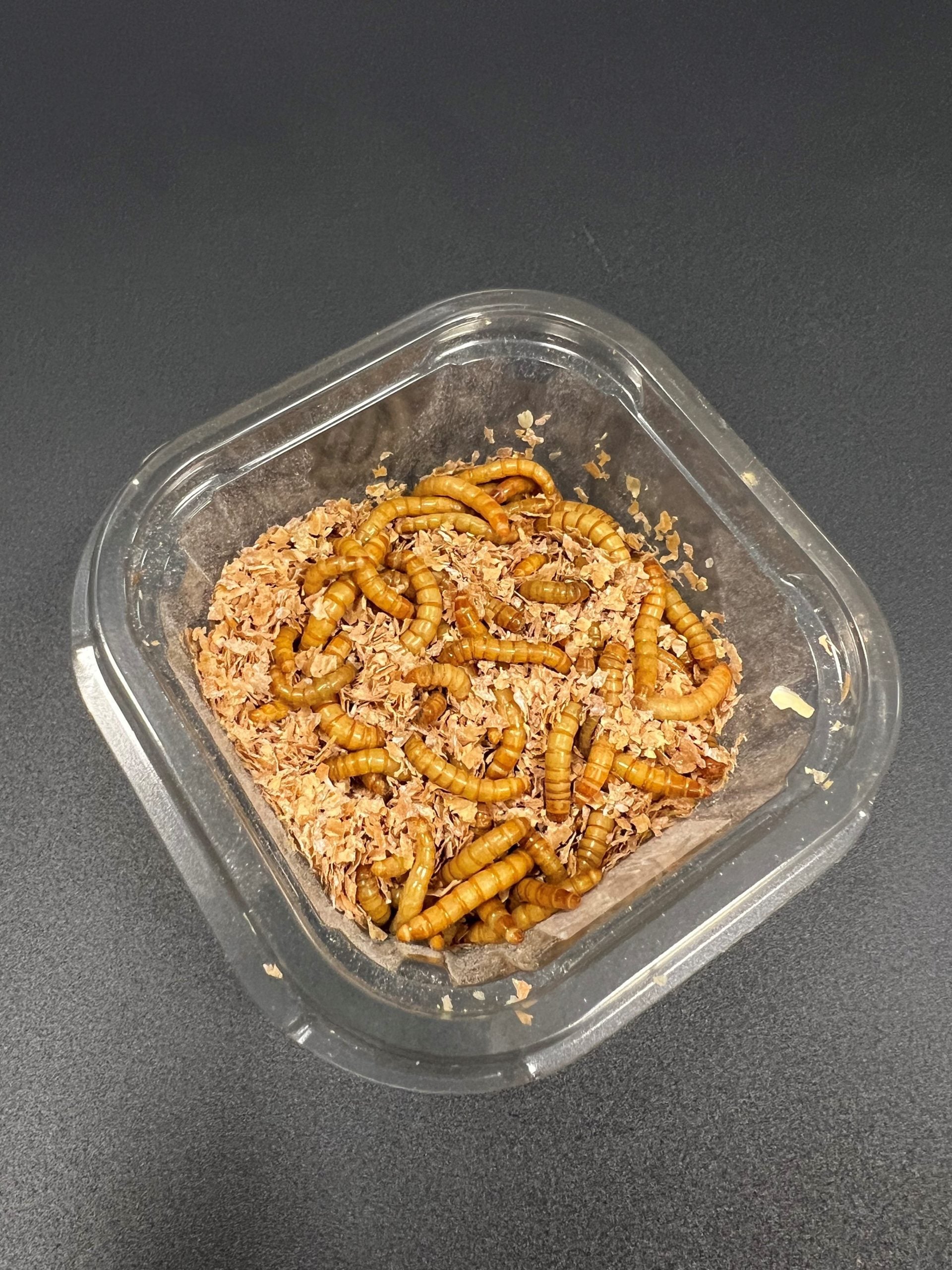 Mealworm Mini-Tub