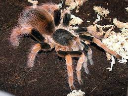 Megaphobema Robustum (Columbian Giant) Juvenile