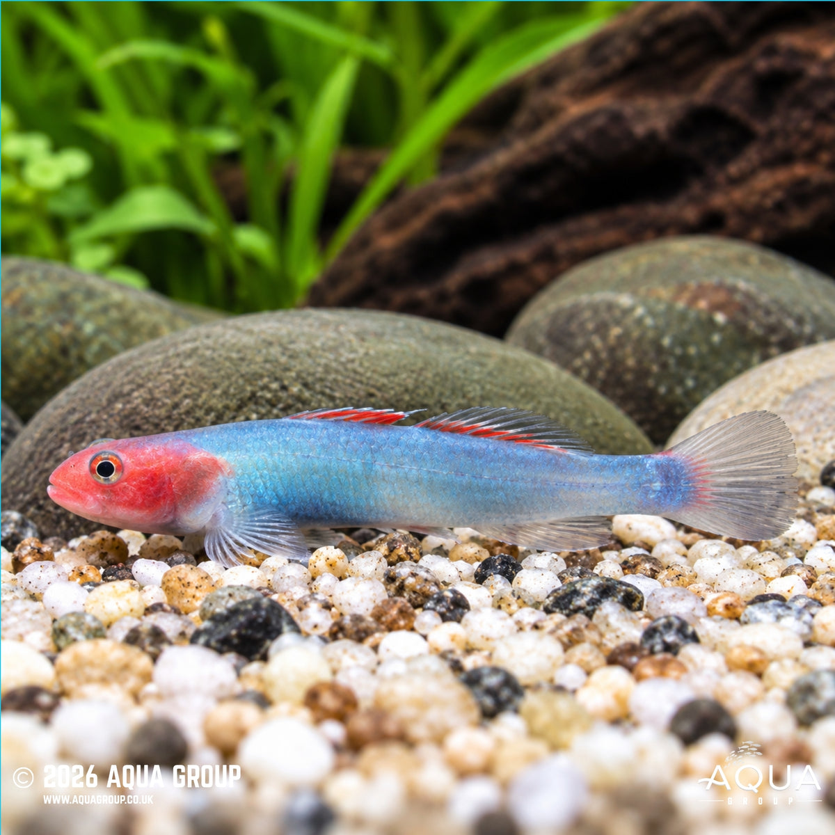 Mekongga's Lentipes Goby - Lentipes mekonggaensis