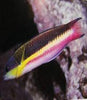 Mexican Wrasse