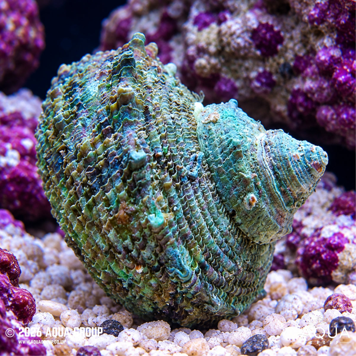 Mexican Turbo Snail - Turbo fluctuosus - Aqua Group