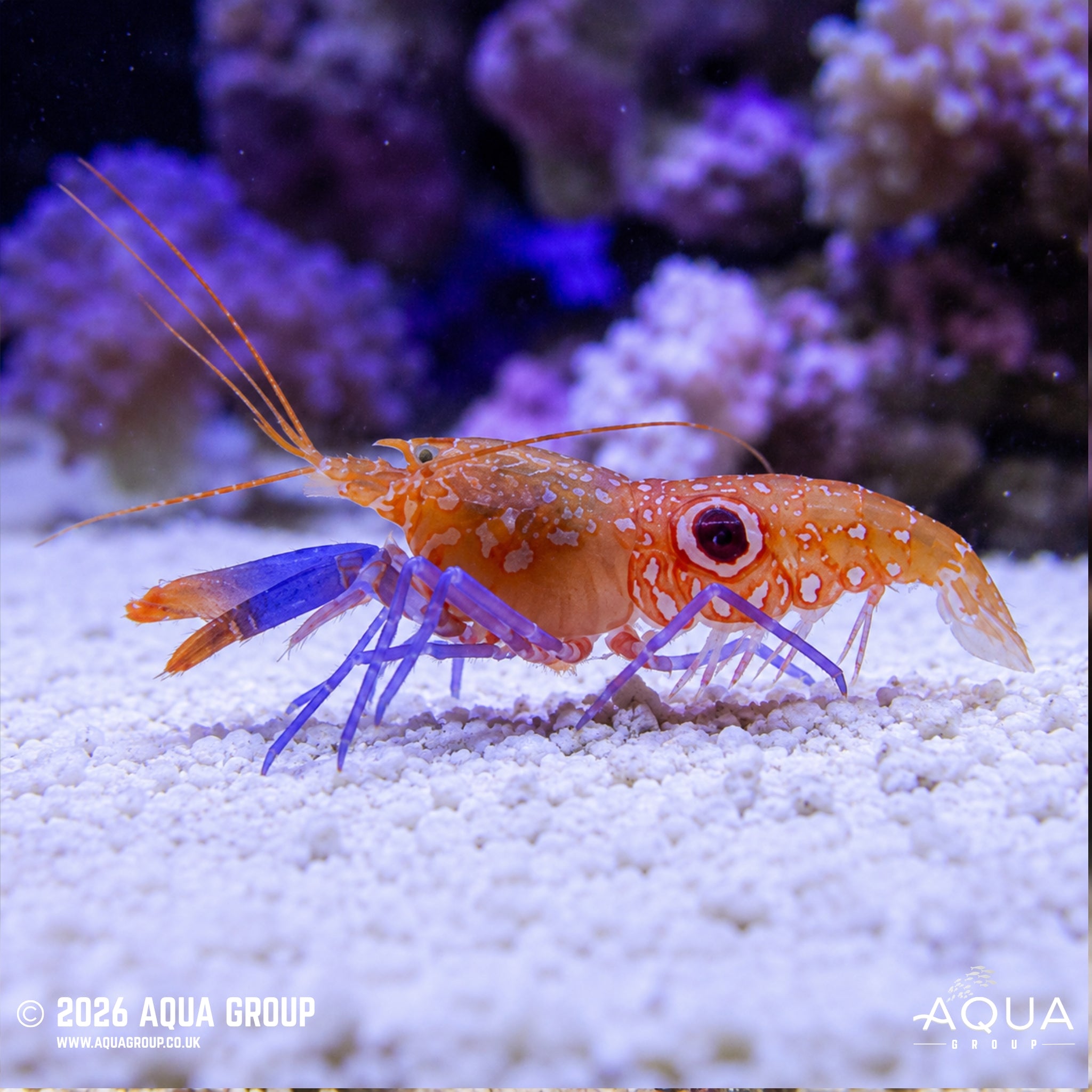 Michael’s Pistol Shrimp - Alpheus soror
