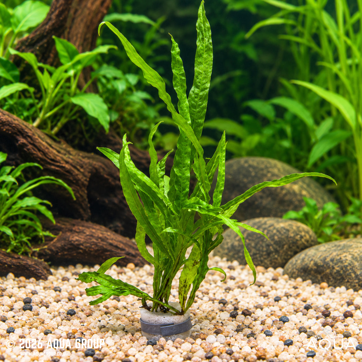 Microsorium pteropus Trident