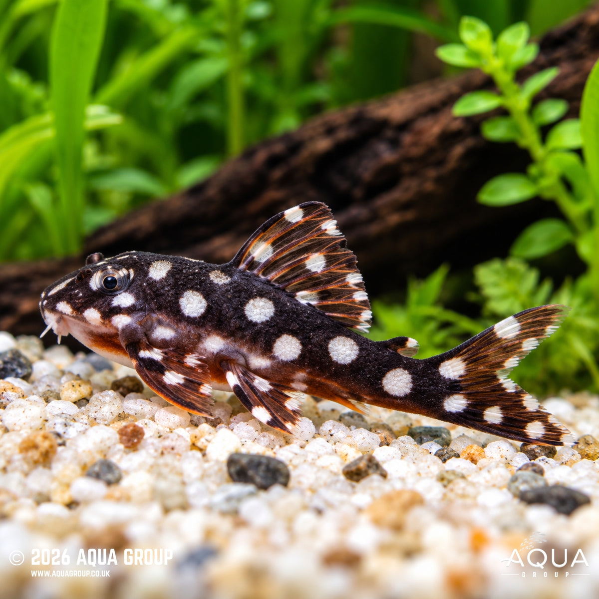 Mini Snowball Pleco L471 - Hypancistrus sp. L471
