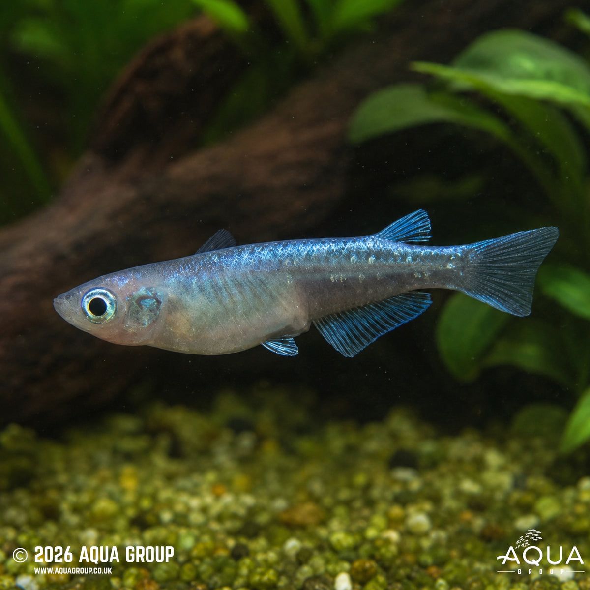 Miyuki Rice Fish - Oryzias latipes