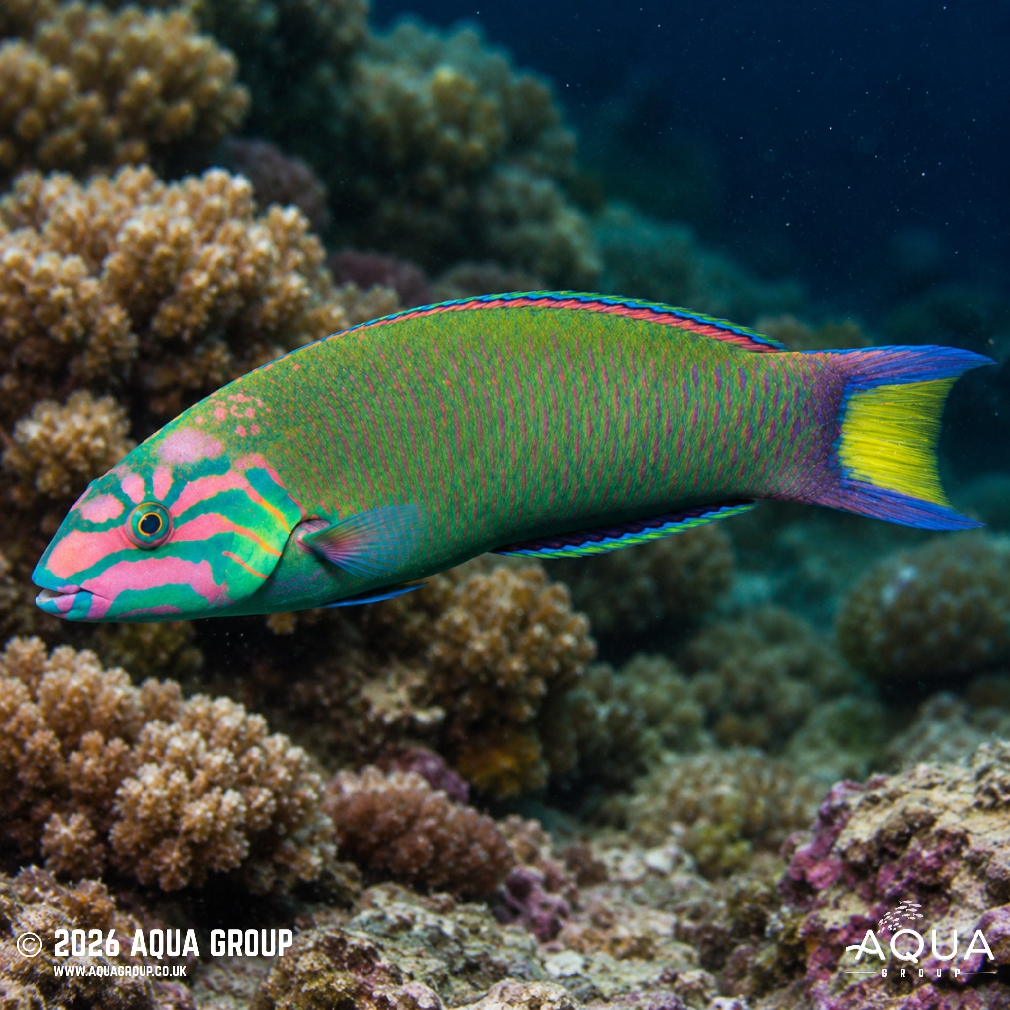 Moon Wrasse - Thalassoma lunare