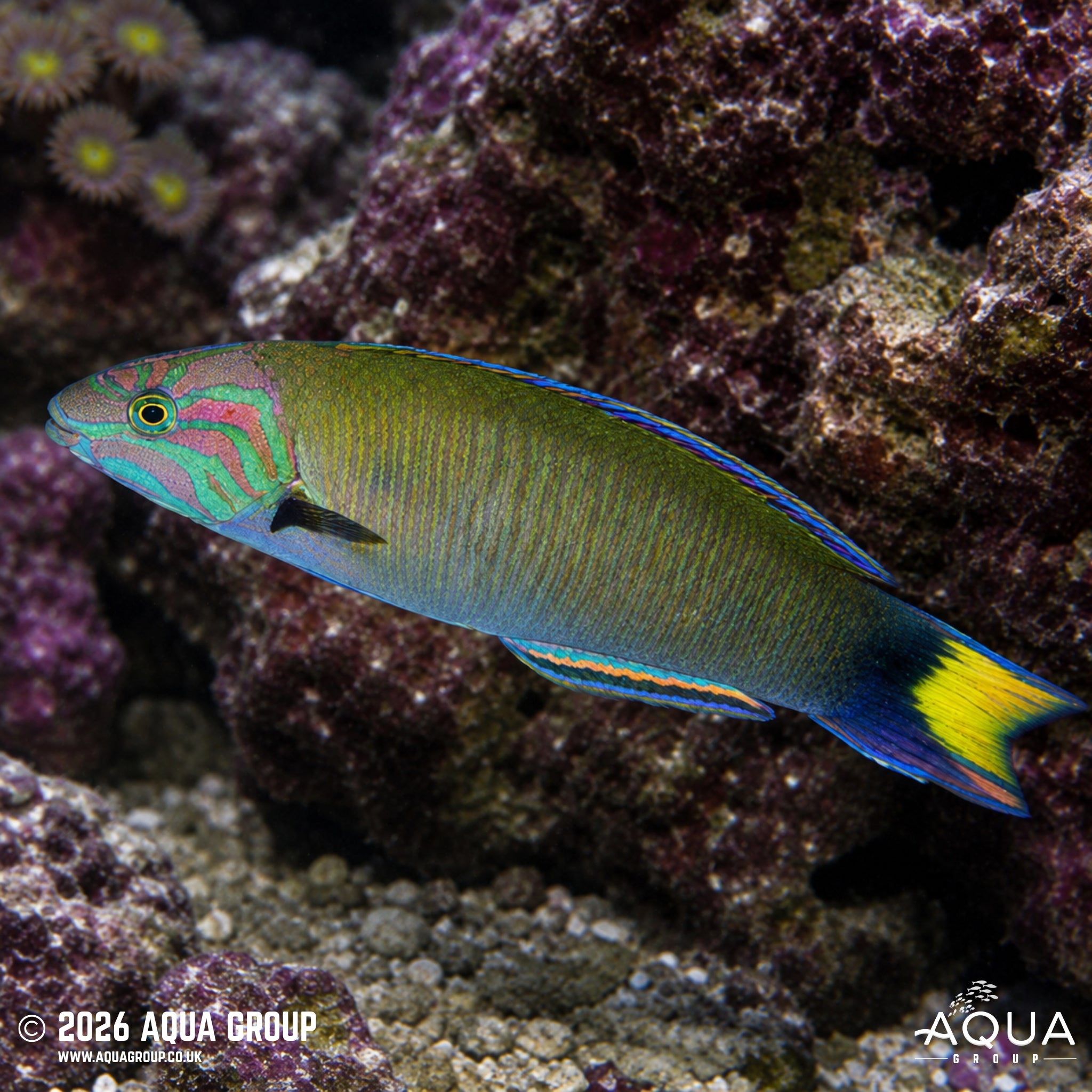 Moon Wrasse - Thalassoma lunare