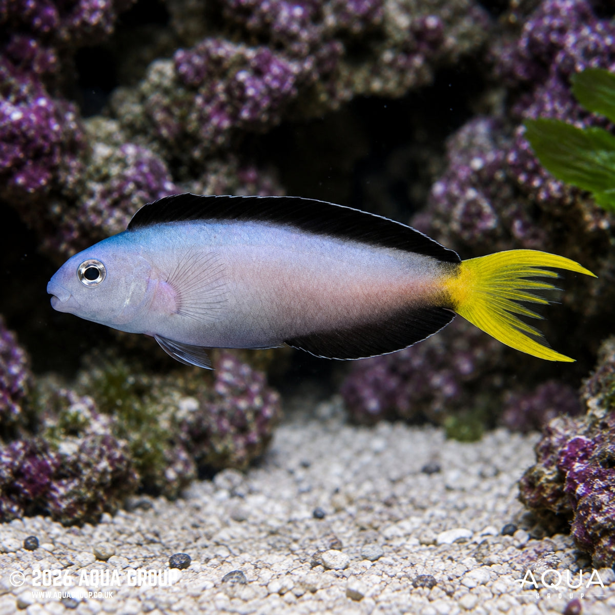 Mossambicus Blenny - Meiacanthus mossambicus