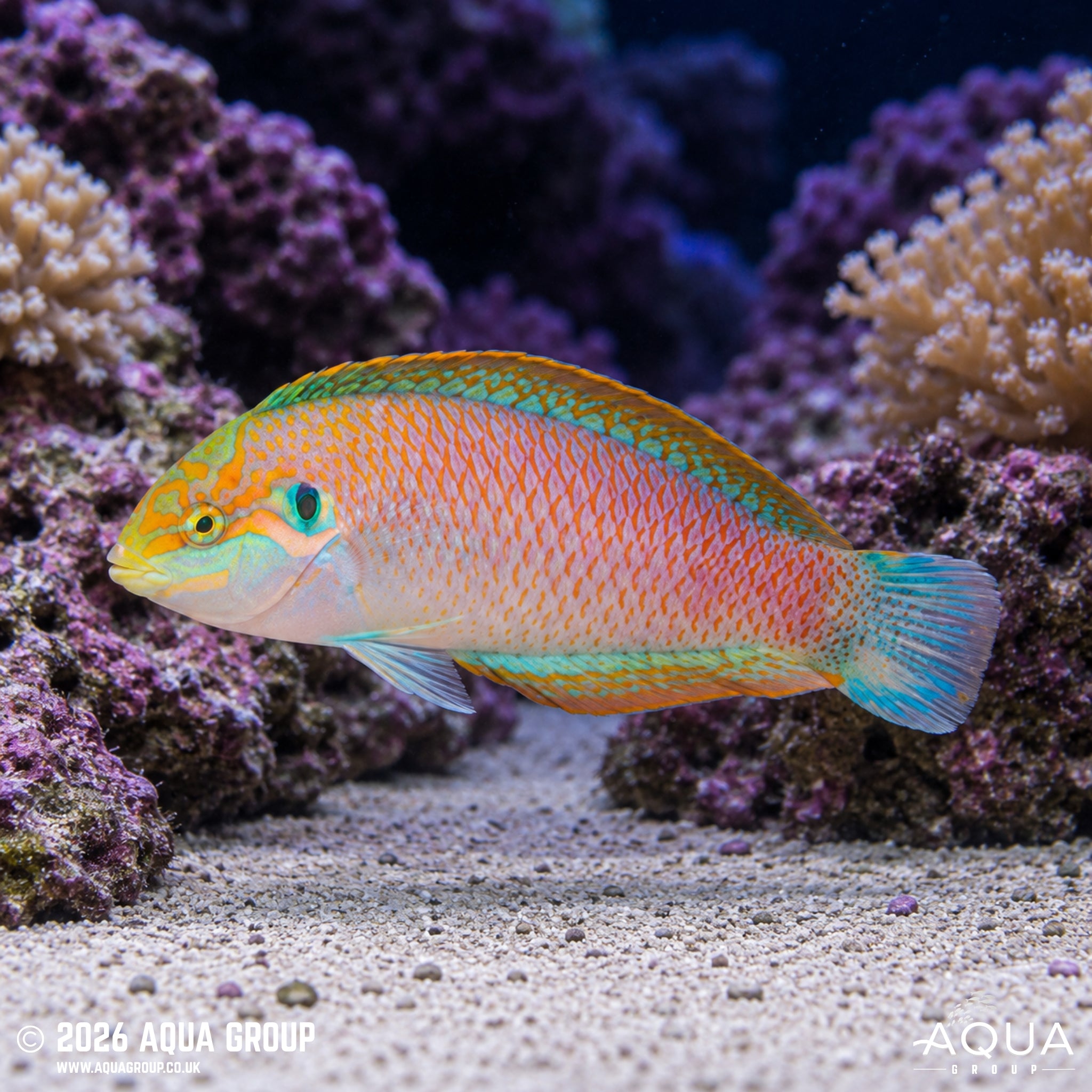 Moyer’s Leopard Wrasse - Macropharyngodon moyeri
