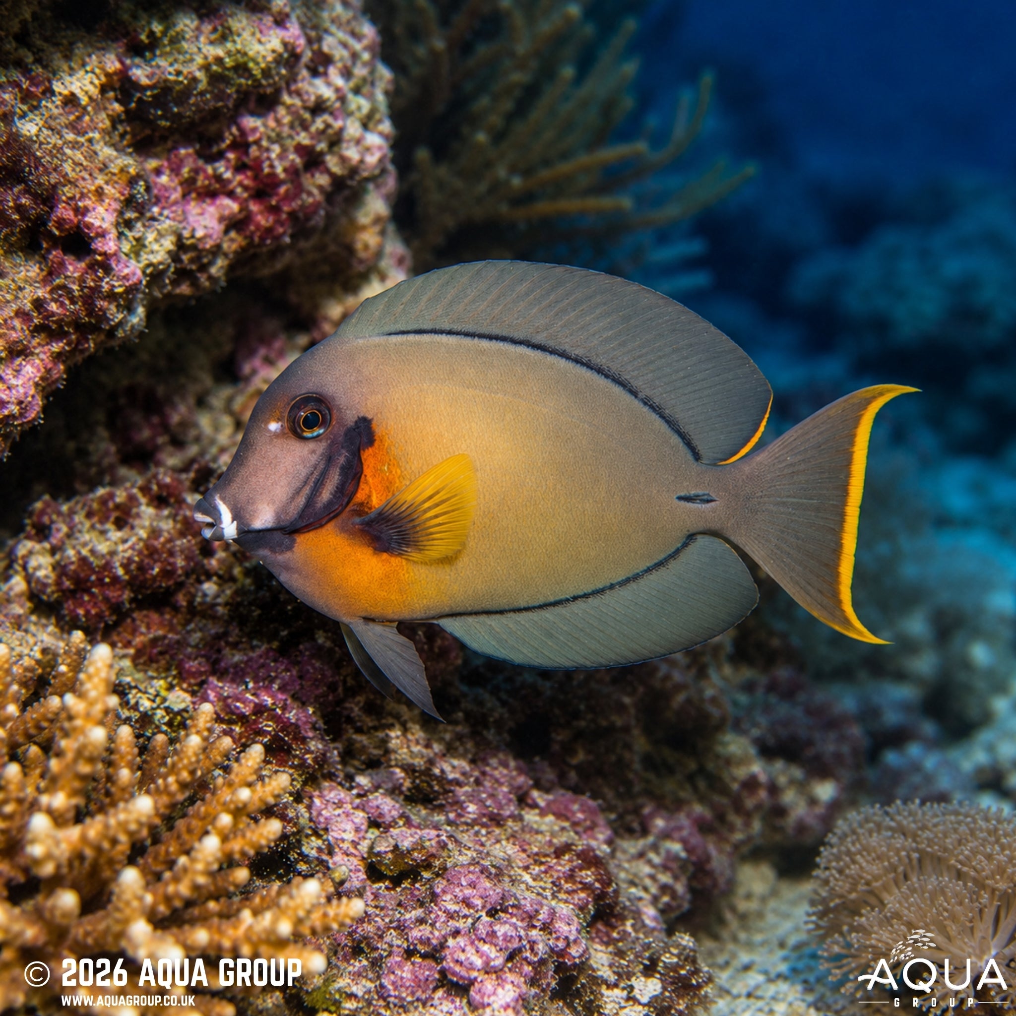 Mustard Tang - Acanthurus pyroferus