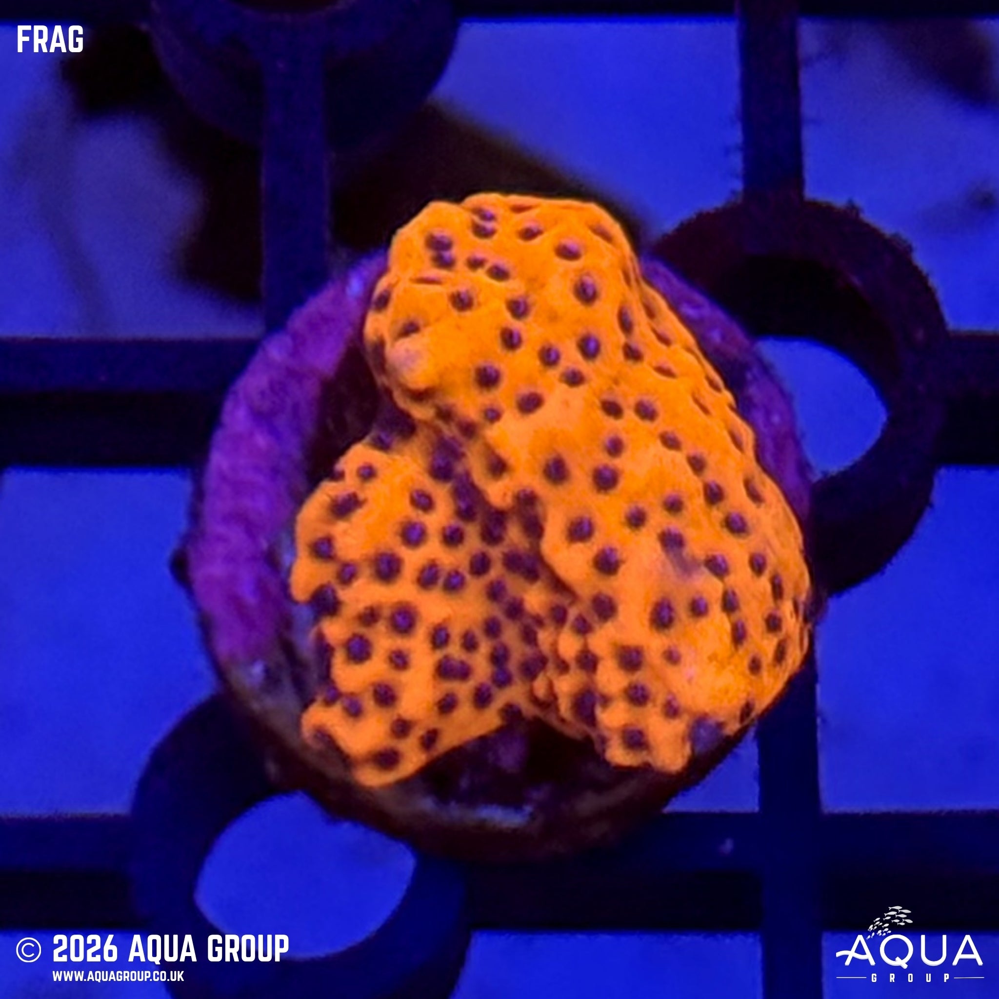 Mystic Sunset Montipora - Montipora sp.