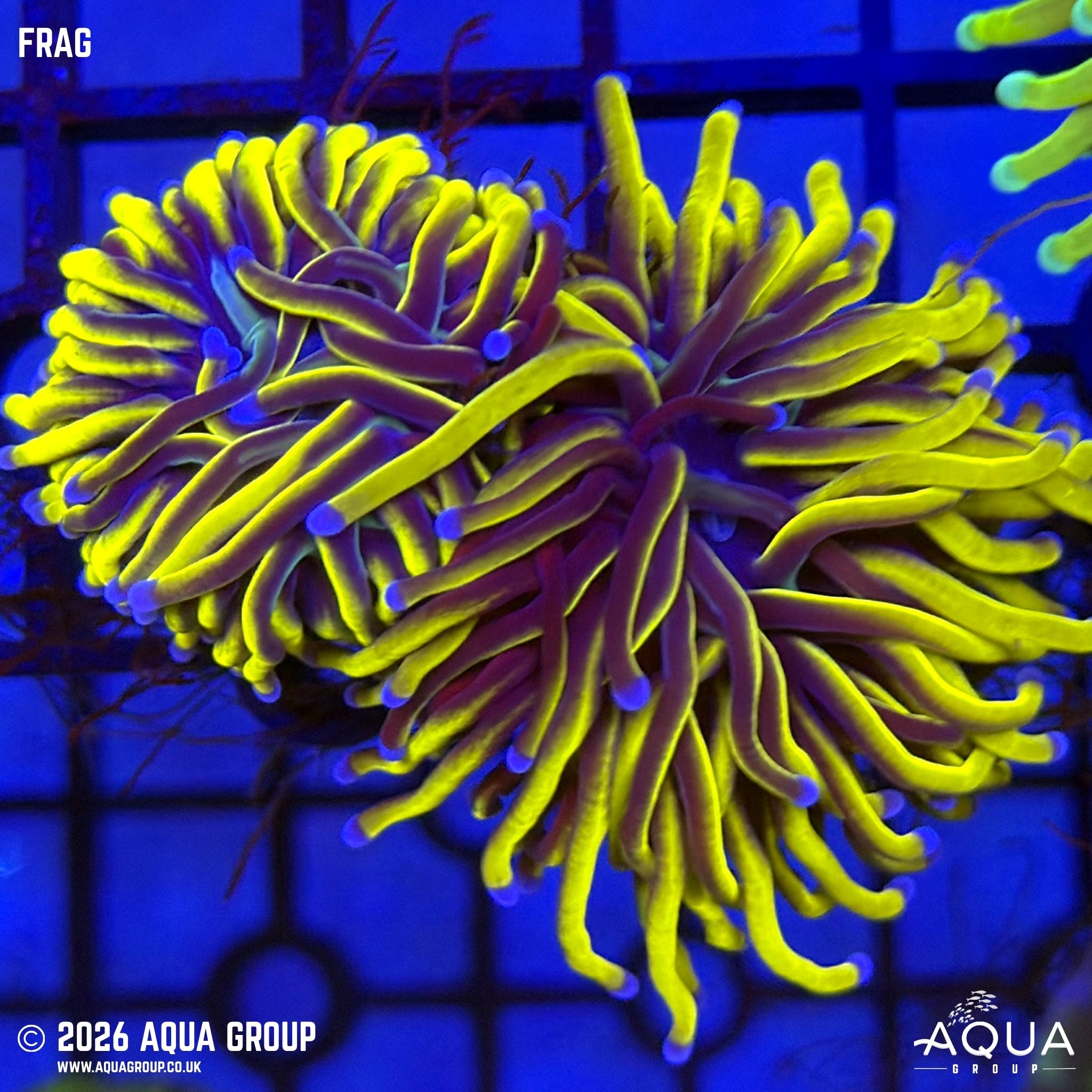 NY Knicks Torch Coral - Euphyllia glabrescens