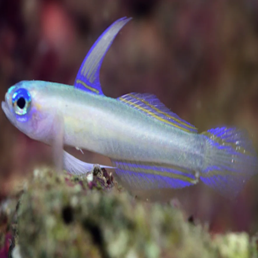 Nano Goby - Blue Eye