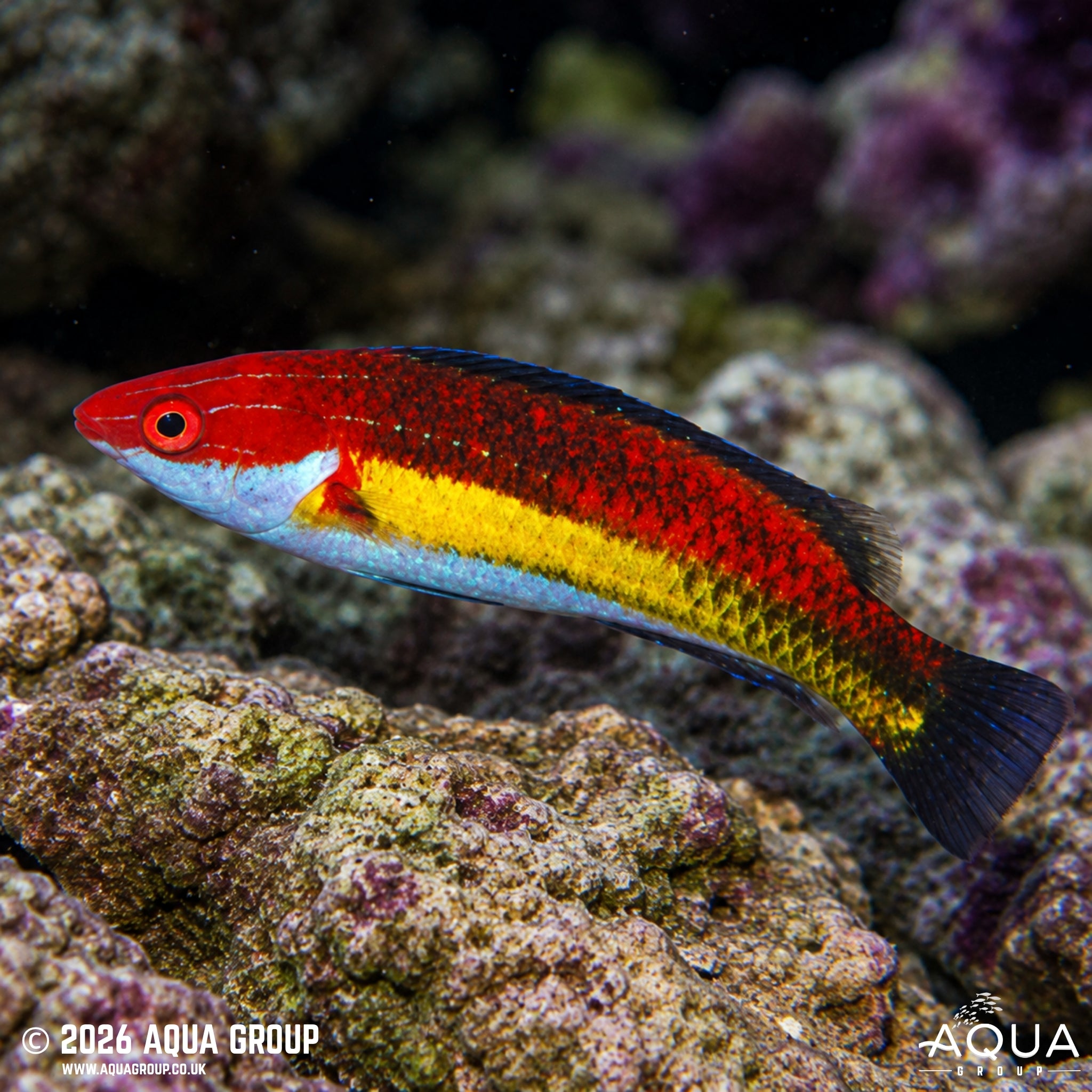 Naoko's Fairy Wrasse - Cirrhilabrus naokoae - Aqua Group
