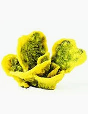 Natureform Coral Antler Yellow/Purple Montipora sp. 11x10x13cm