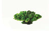 TMC Natureform Coral Cauliflower Green/Purple Pocillopora sp. 17.5 x 16 x 7.5cm