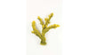 TMC Natureform Coral Staghorn Branch Yellow/Green Acropora sp. 35 x 15 x 36cm