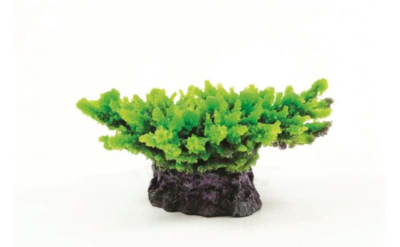 TMC Natureform Coral Staghorn Green Acropora sp. 14x11.5x6.5cm