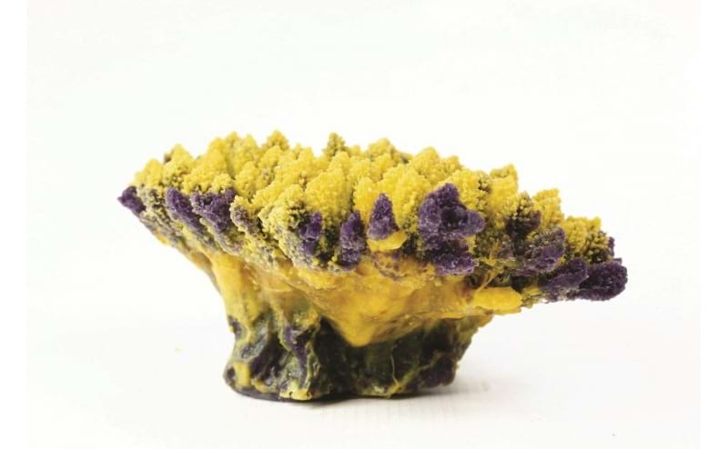 TMC Natureform Coral Staghorn Yellow/Purple Acropora sp. 21x15x9cm