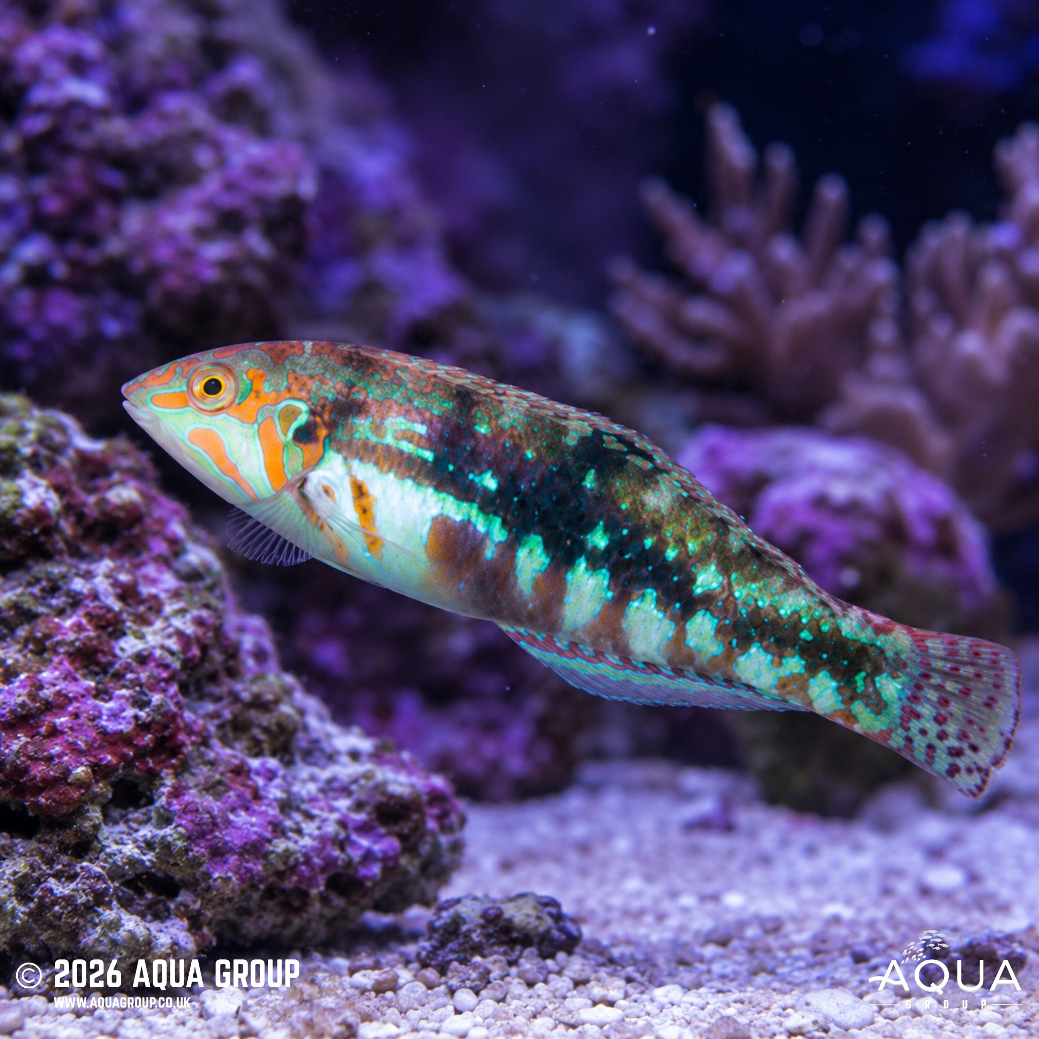 Nebulous Wrasse - Halichoeres nebulosus