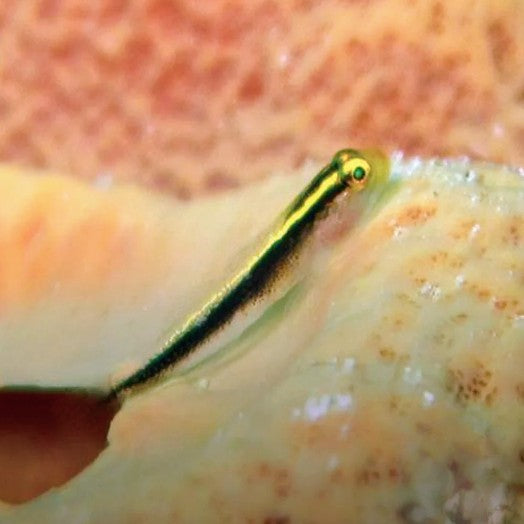 Neon Goby - Gold - Tank Bred