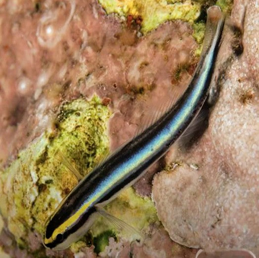 Neon Goby - Sharknose Tank Bred