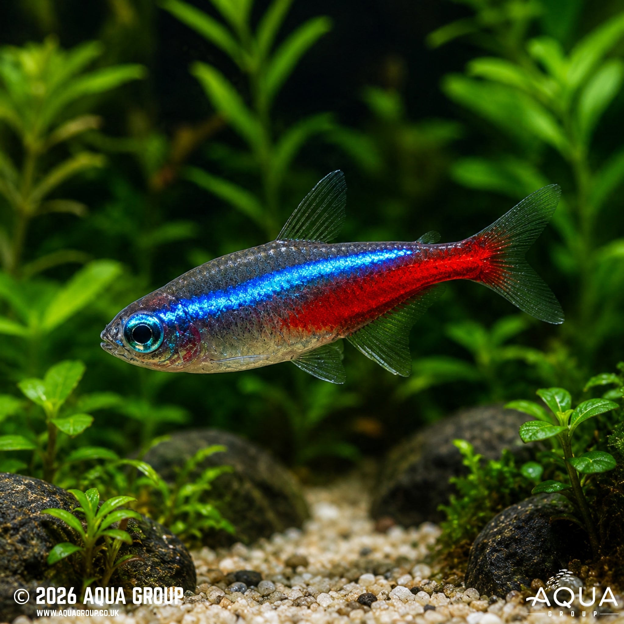 Neon Tetra - Paracheirodon innesi - Aqua Group