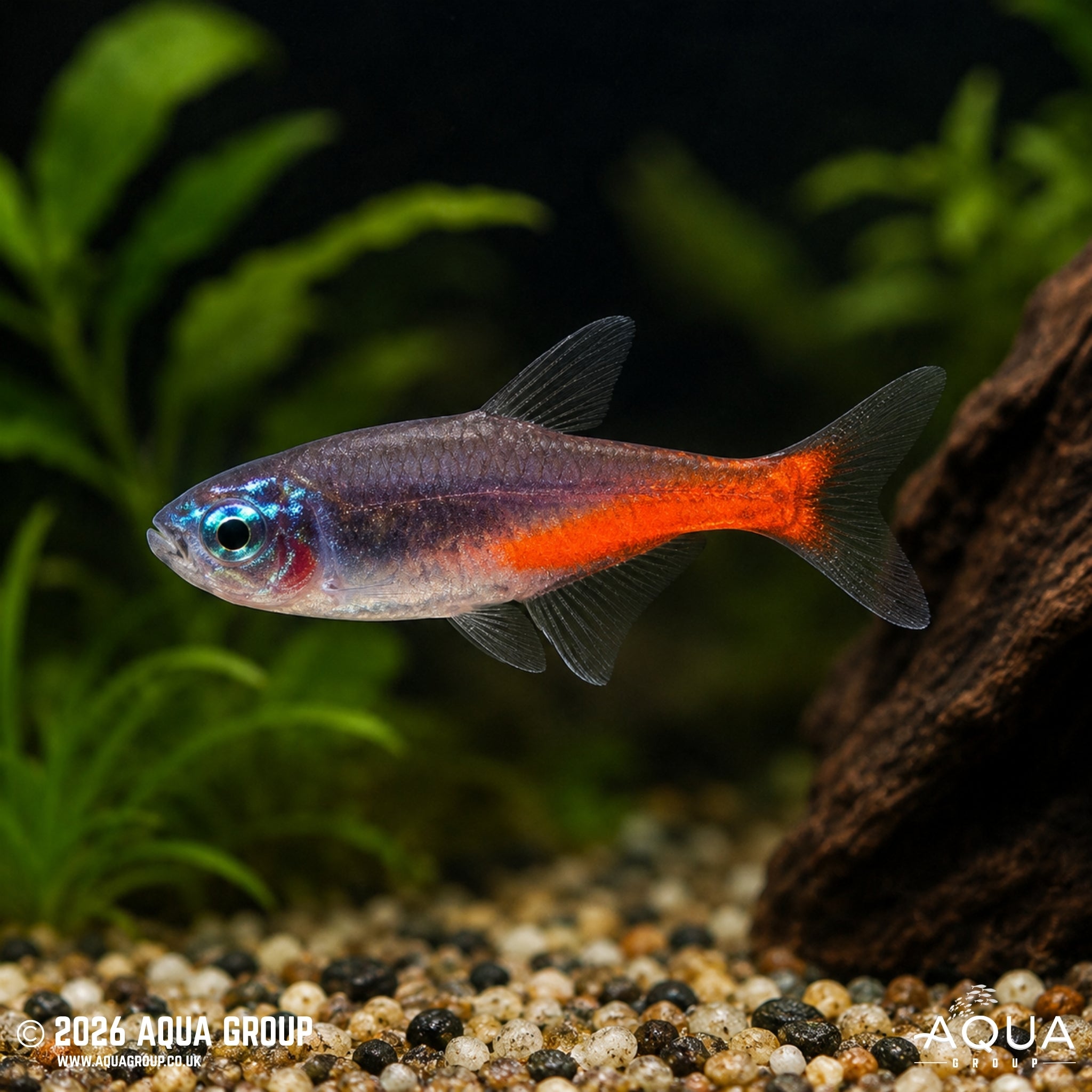 Neon Tetra Diamond - Paracheirodon innesi