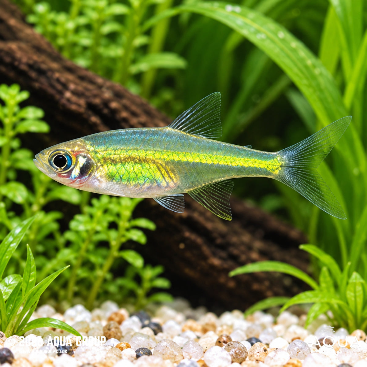 Neon Yellow Rasbora - Microdevario kubotai