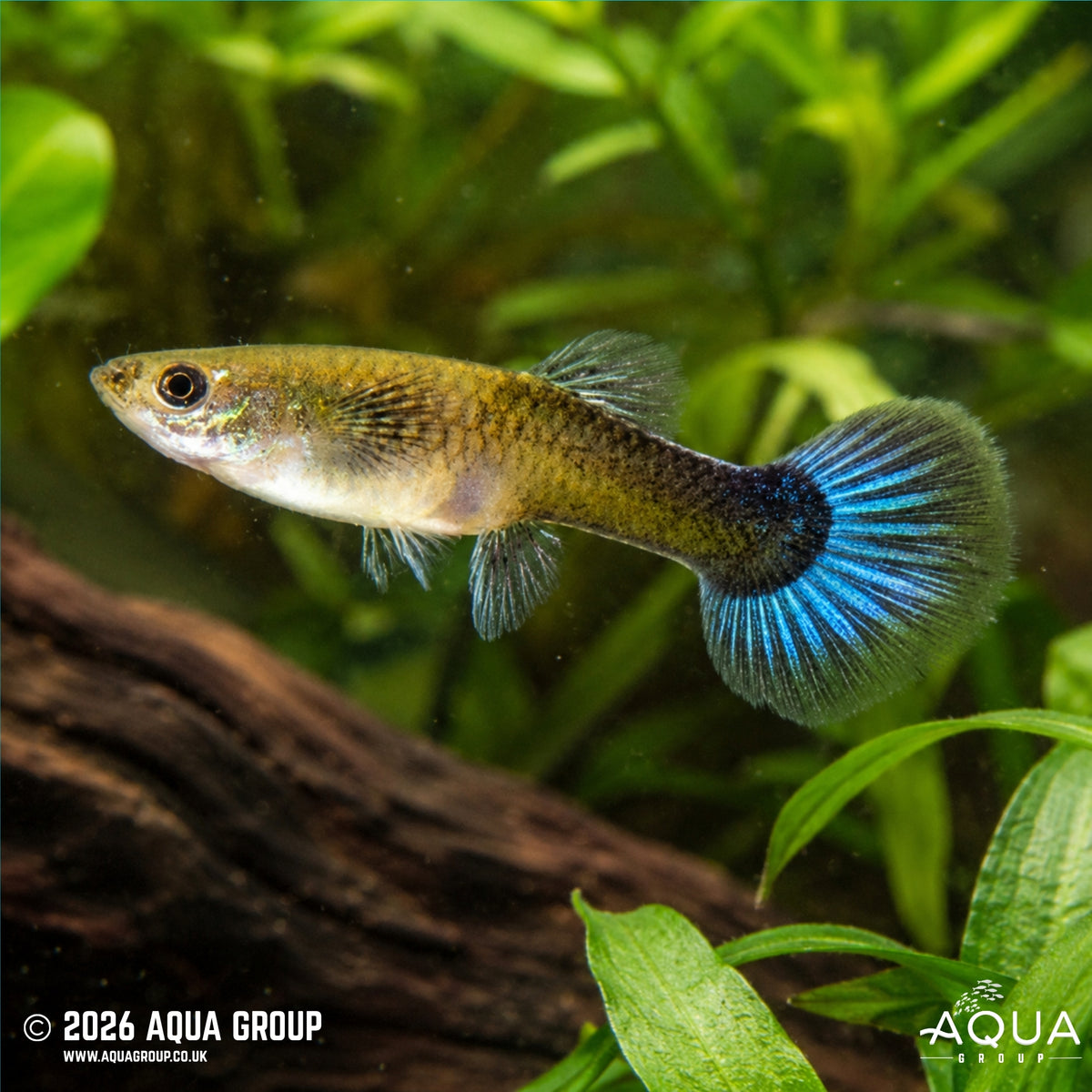 Neon Blue Guppy - Poecilia reticulata