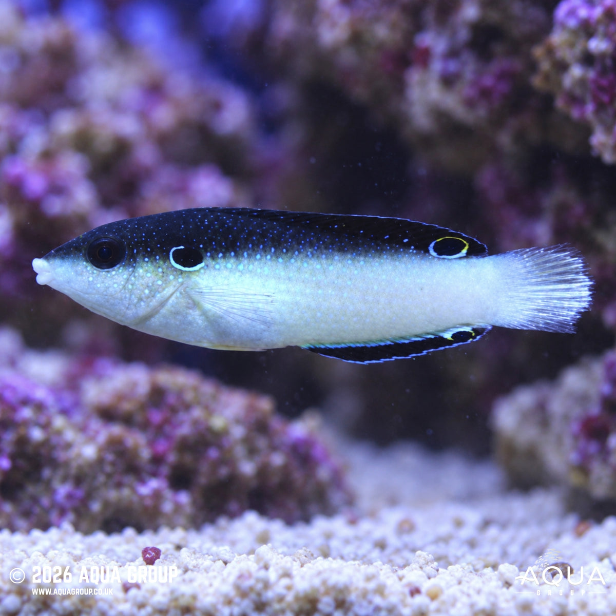 New Guinea Anempses Wrasse - Anempses neoguinaicus
