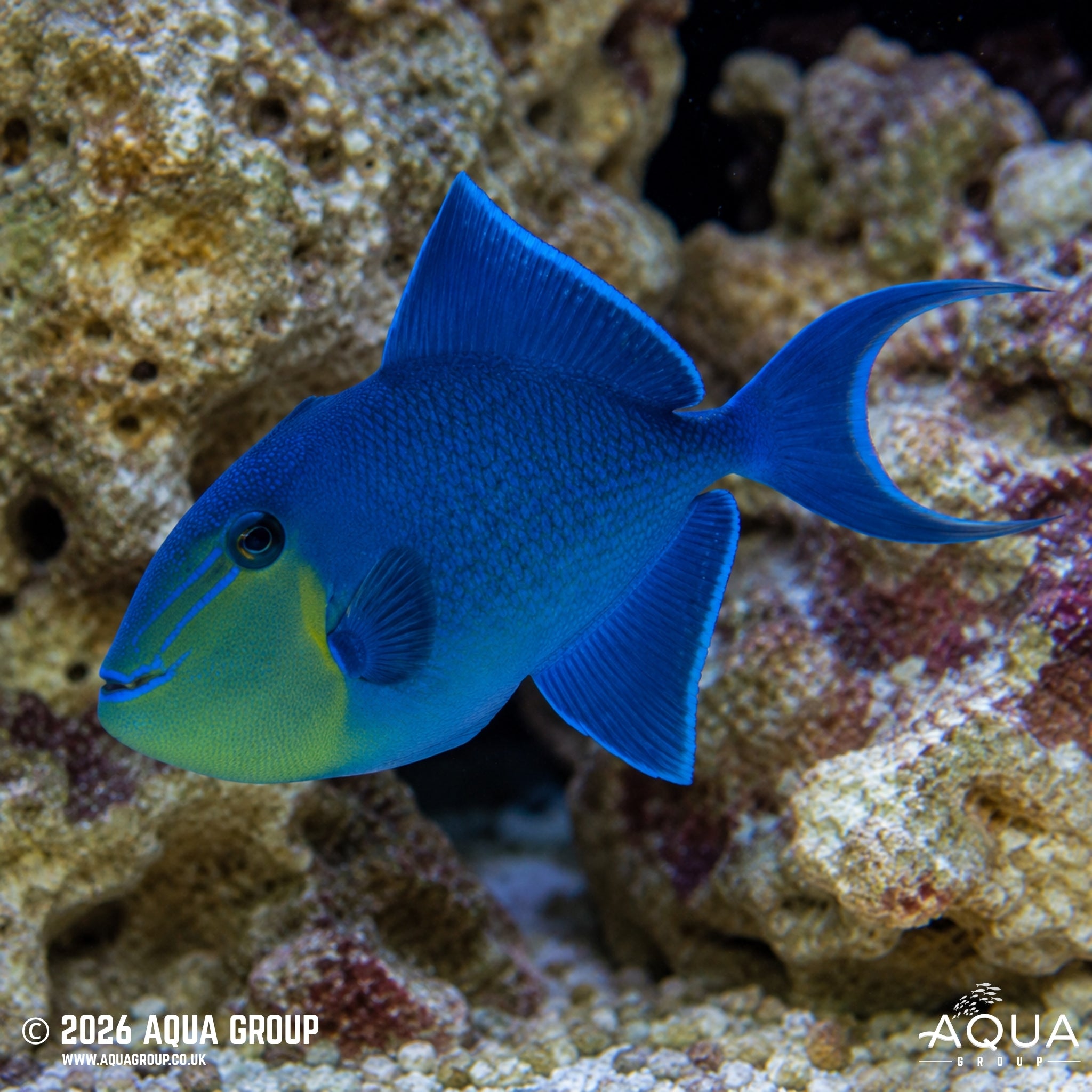 Niger Trigger - Odonus Niger - Aqua Group