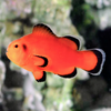 Ocellaris Clownfish - Naked
