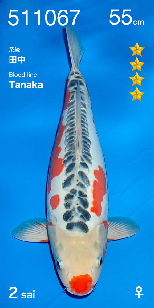 Shusui - Ogata Tanaka Blood Line - Nisai - #01