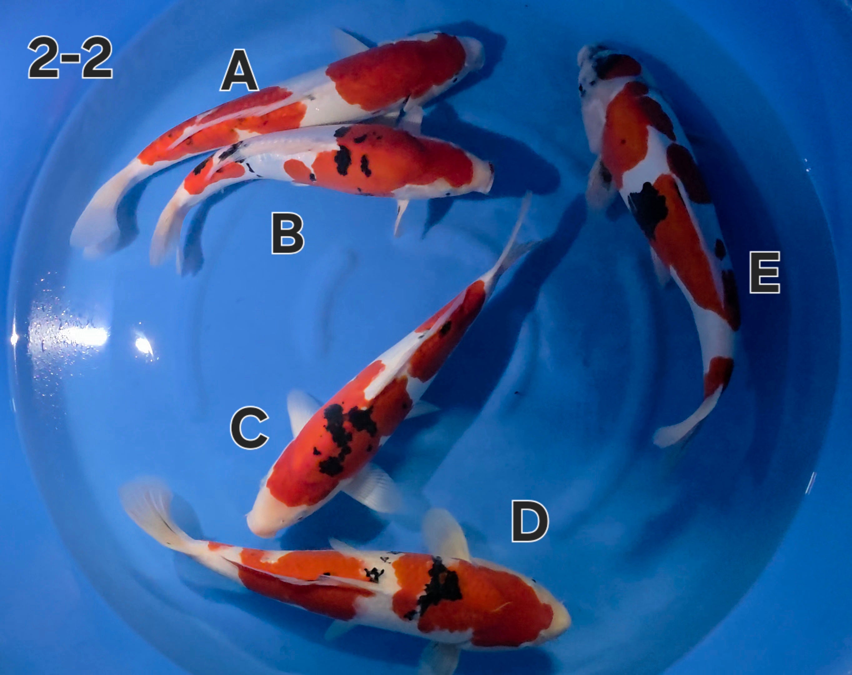 Mix - Ogata - Nisai - #02-2 D