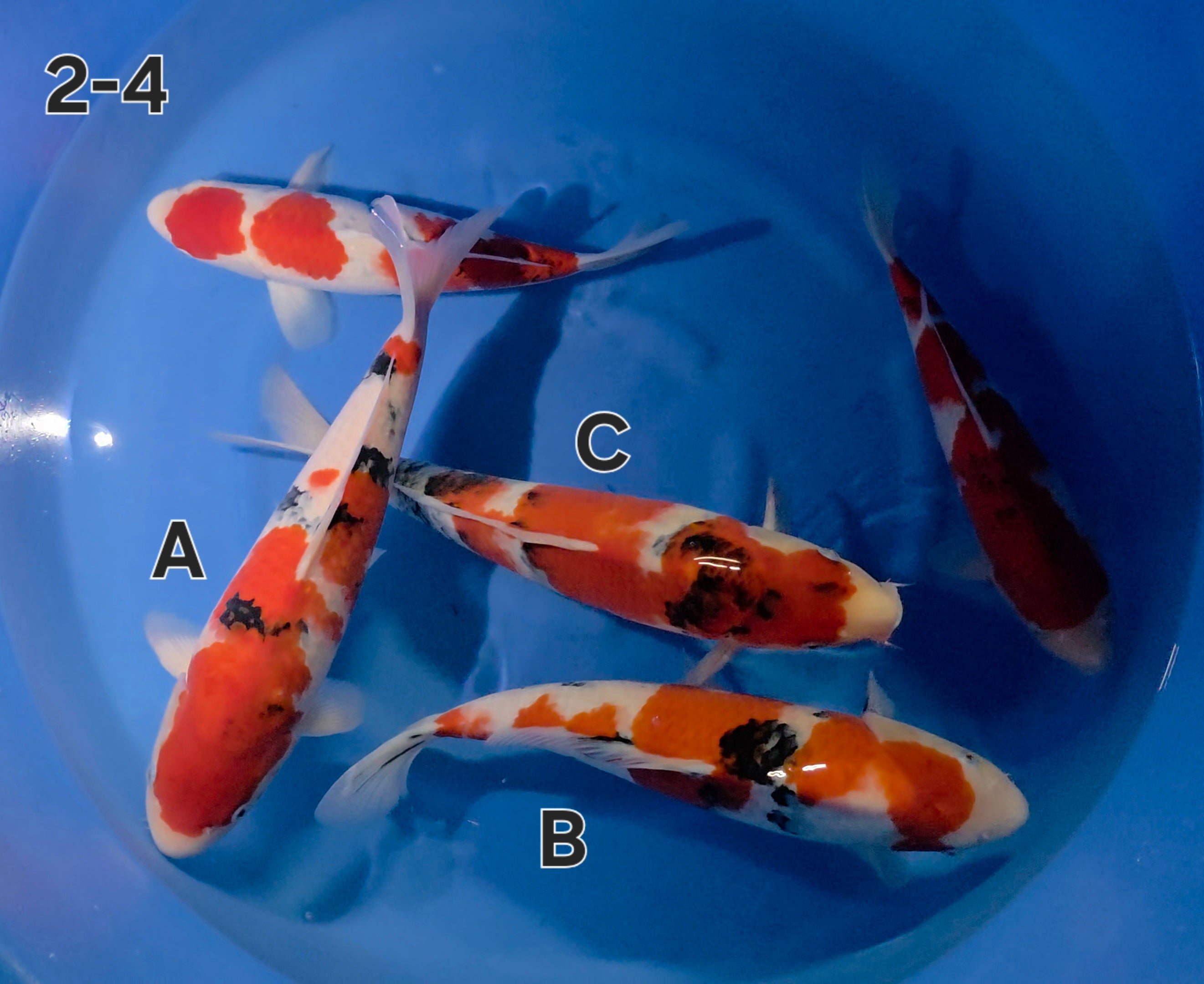 Mix - Ogata - Nisai - #02-4 C