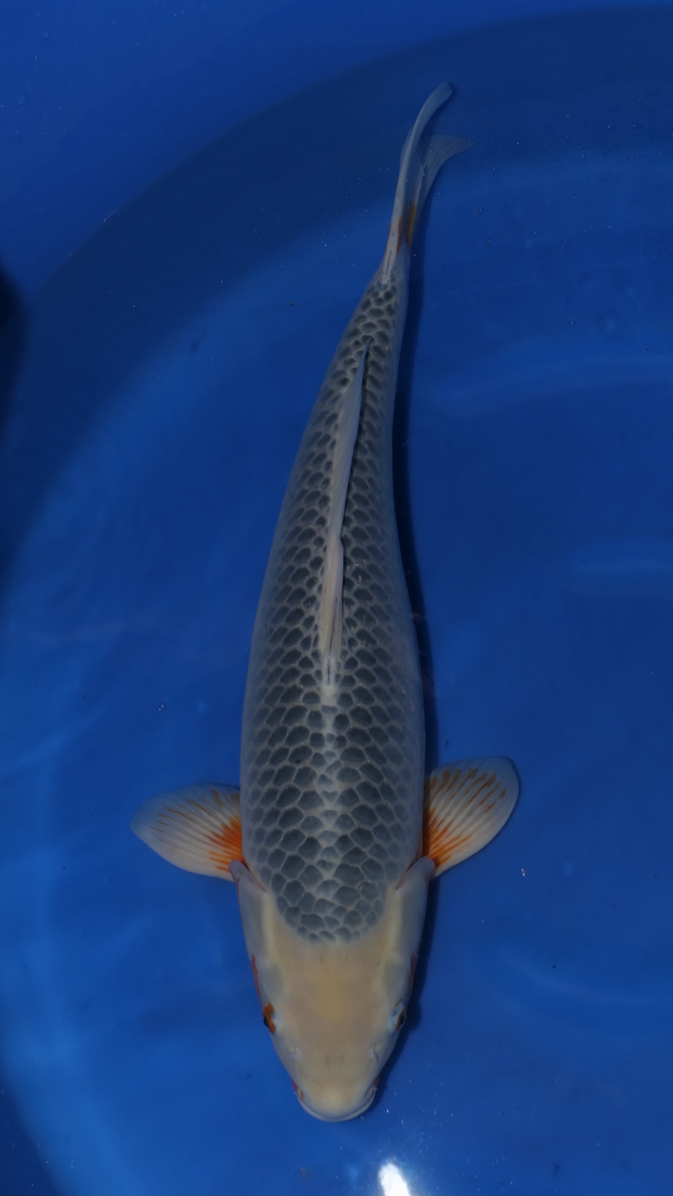 Asagi - Okawa - Sansai - #01