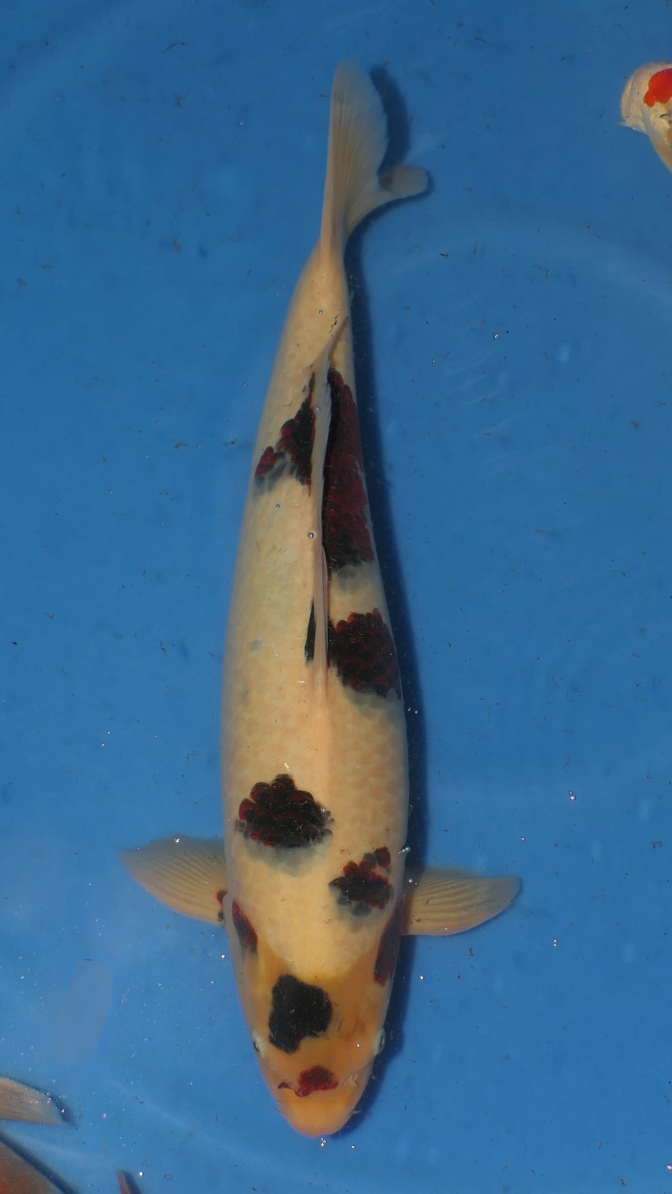 Budo Goromo - Okawa - Nisai - #01