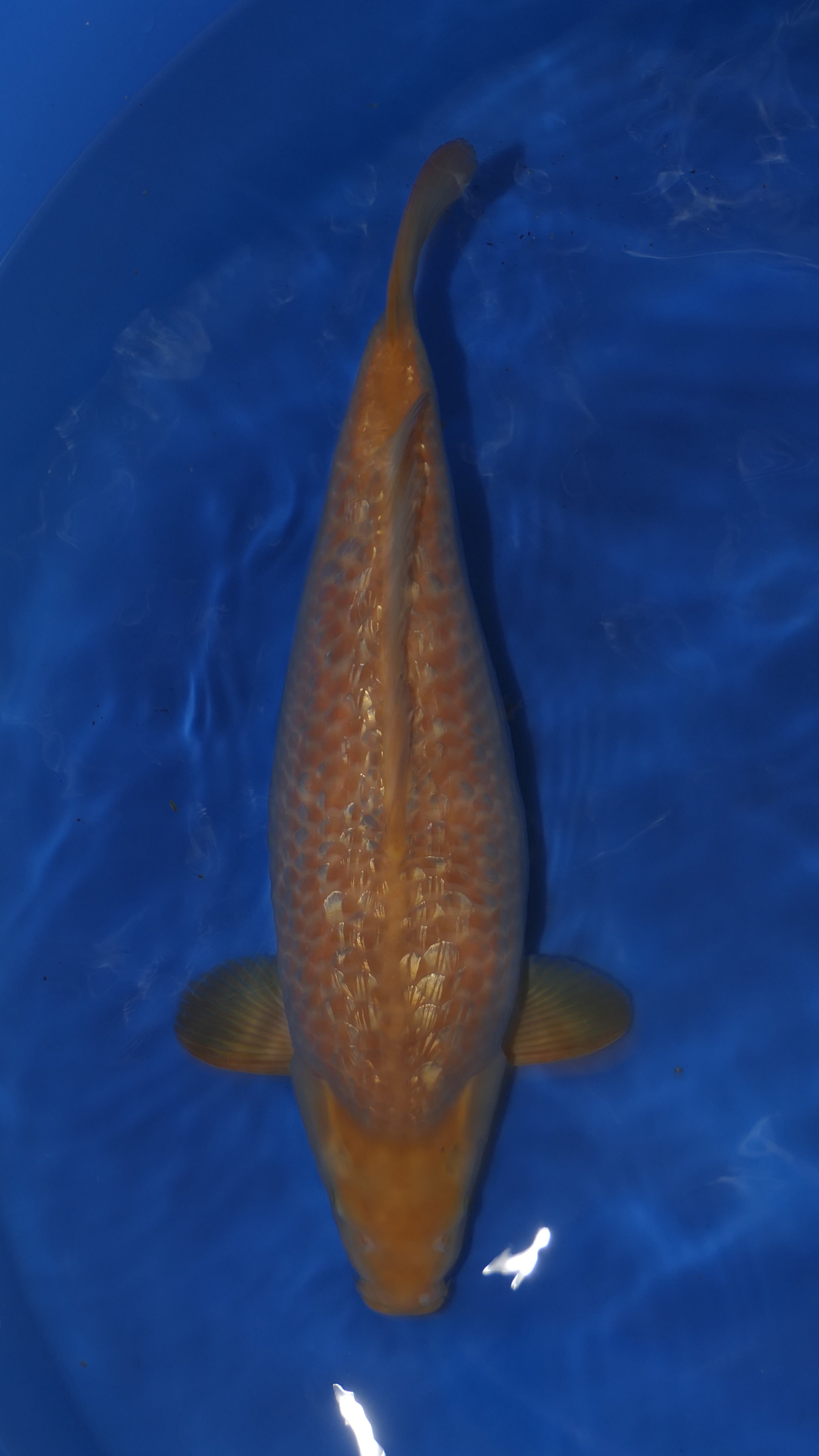 Gin Rin Karashigoi - Okawa - Nisai - #01