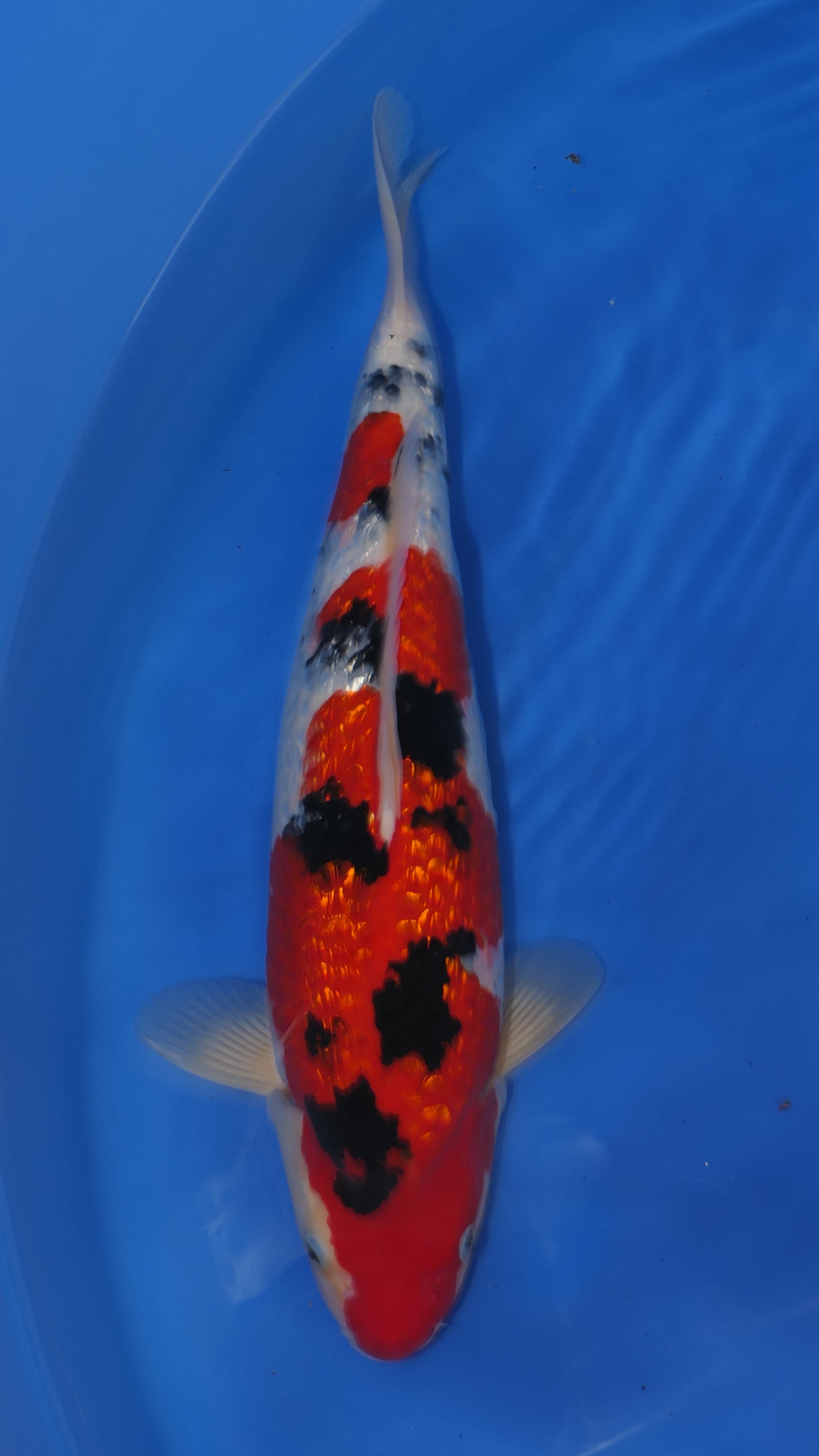 Gin Rin Sanke - Okawa - Nisai - #01