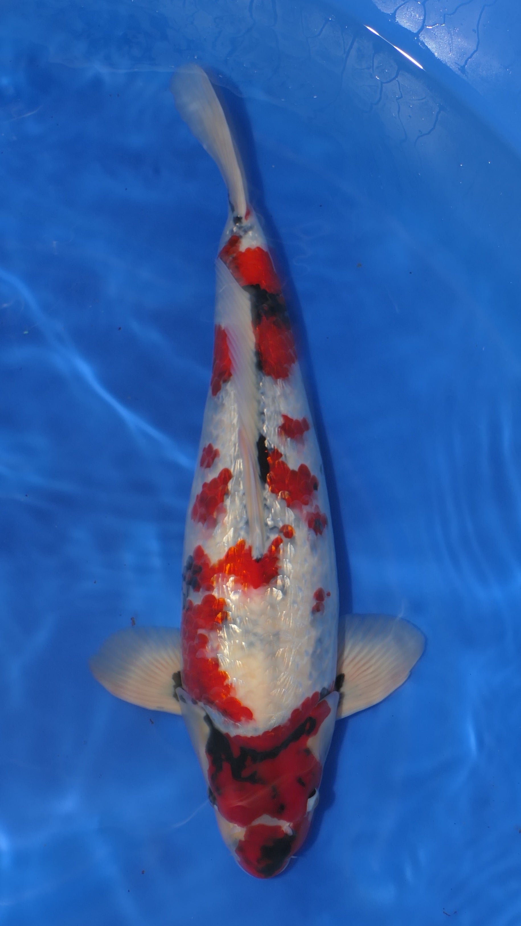 Gin Rin Showa - Okawa - Nisai - #01