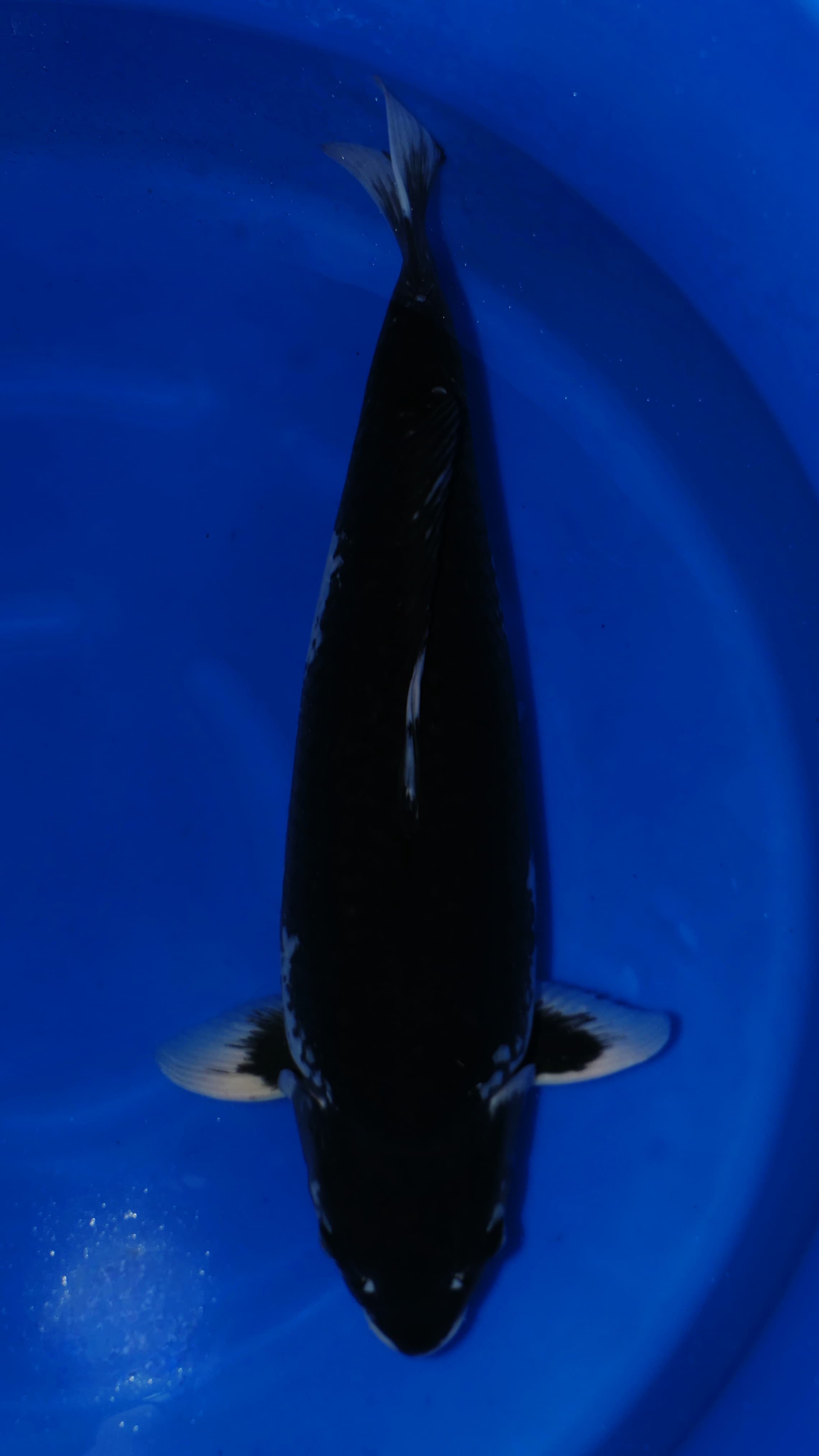 Hajiro - Okawa - Sansai - #01