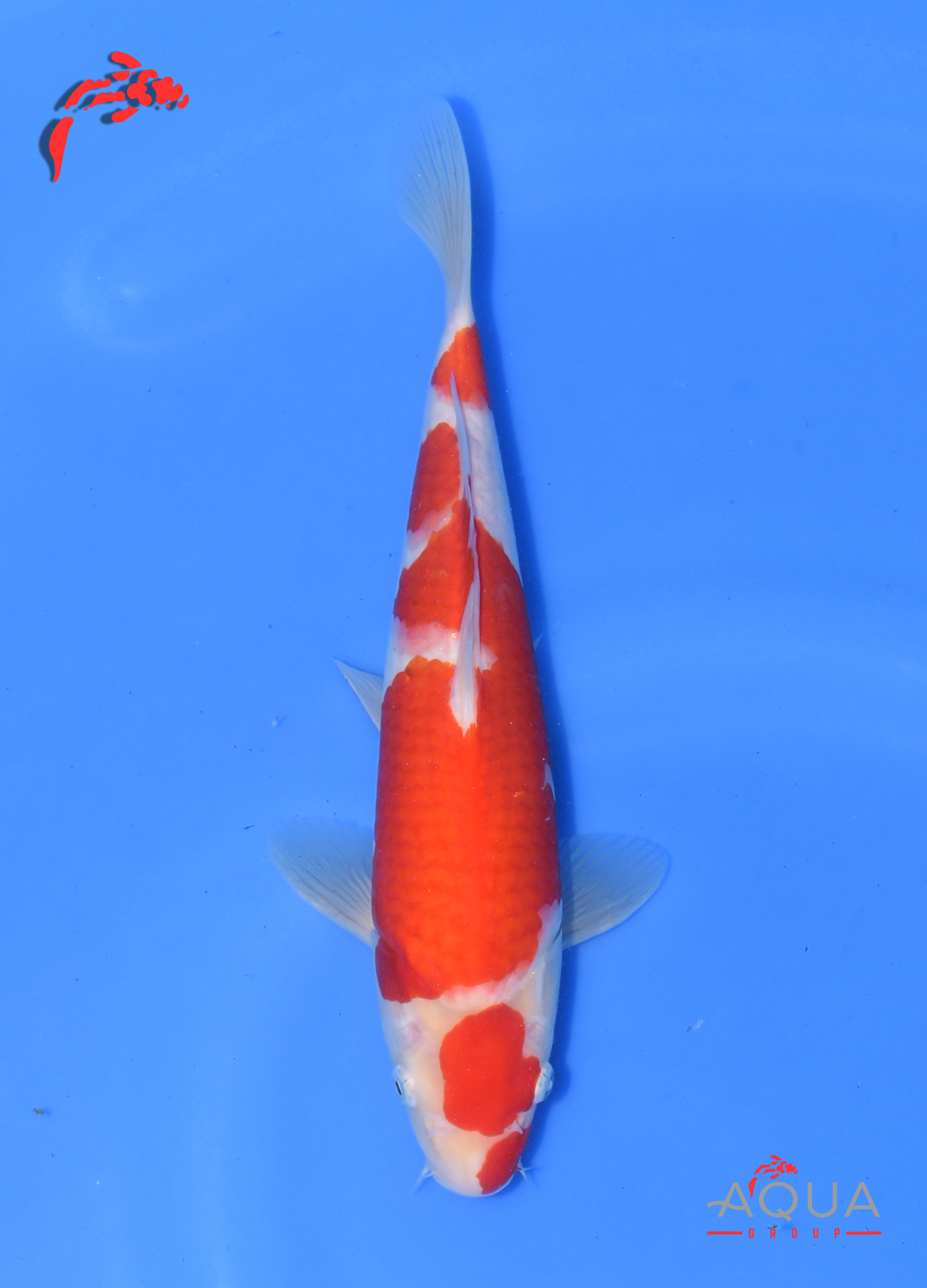 Kohaku - Okawa - Tosai - Certificated - #03