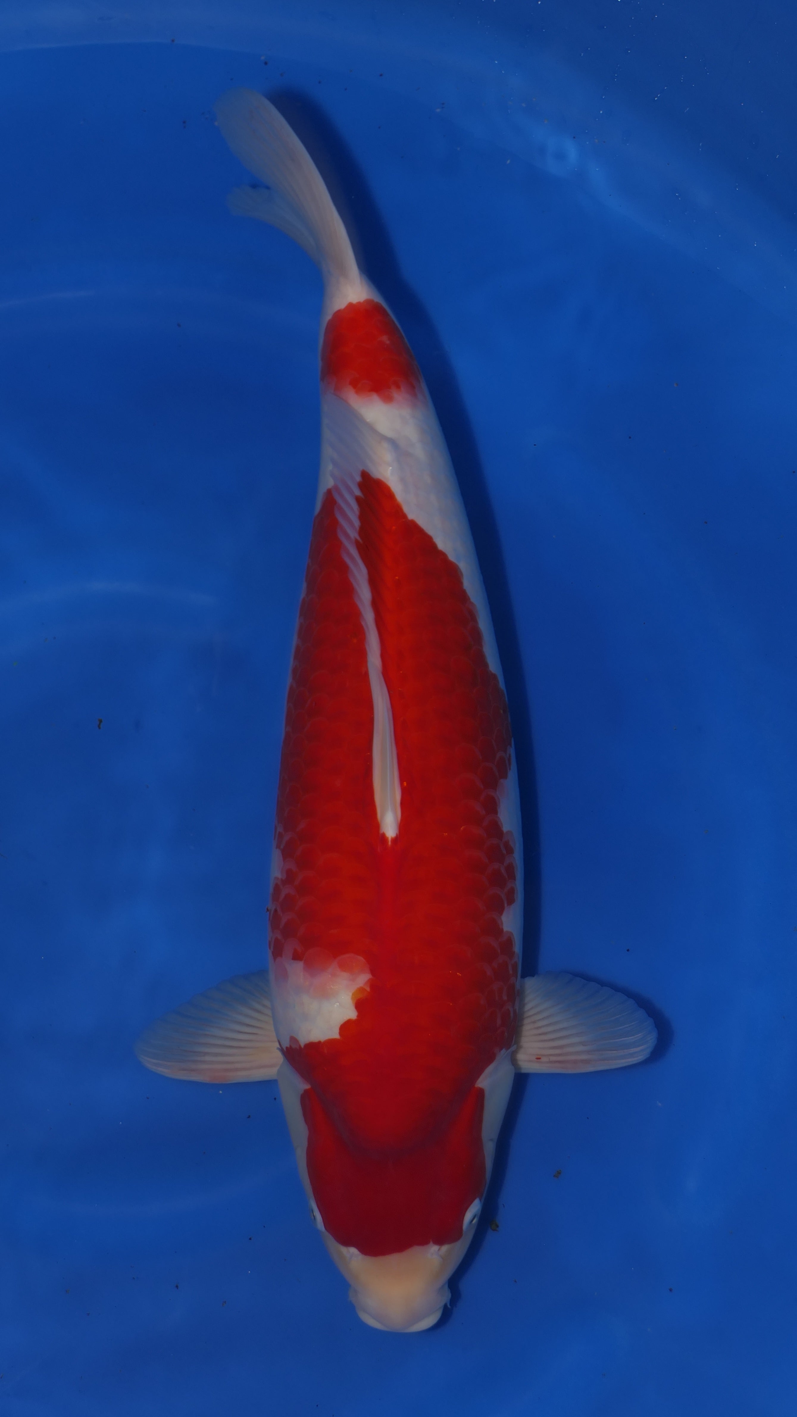 Kohaku - Okawa - Nisai - #03