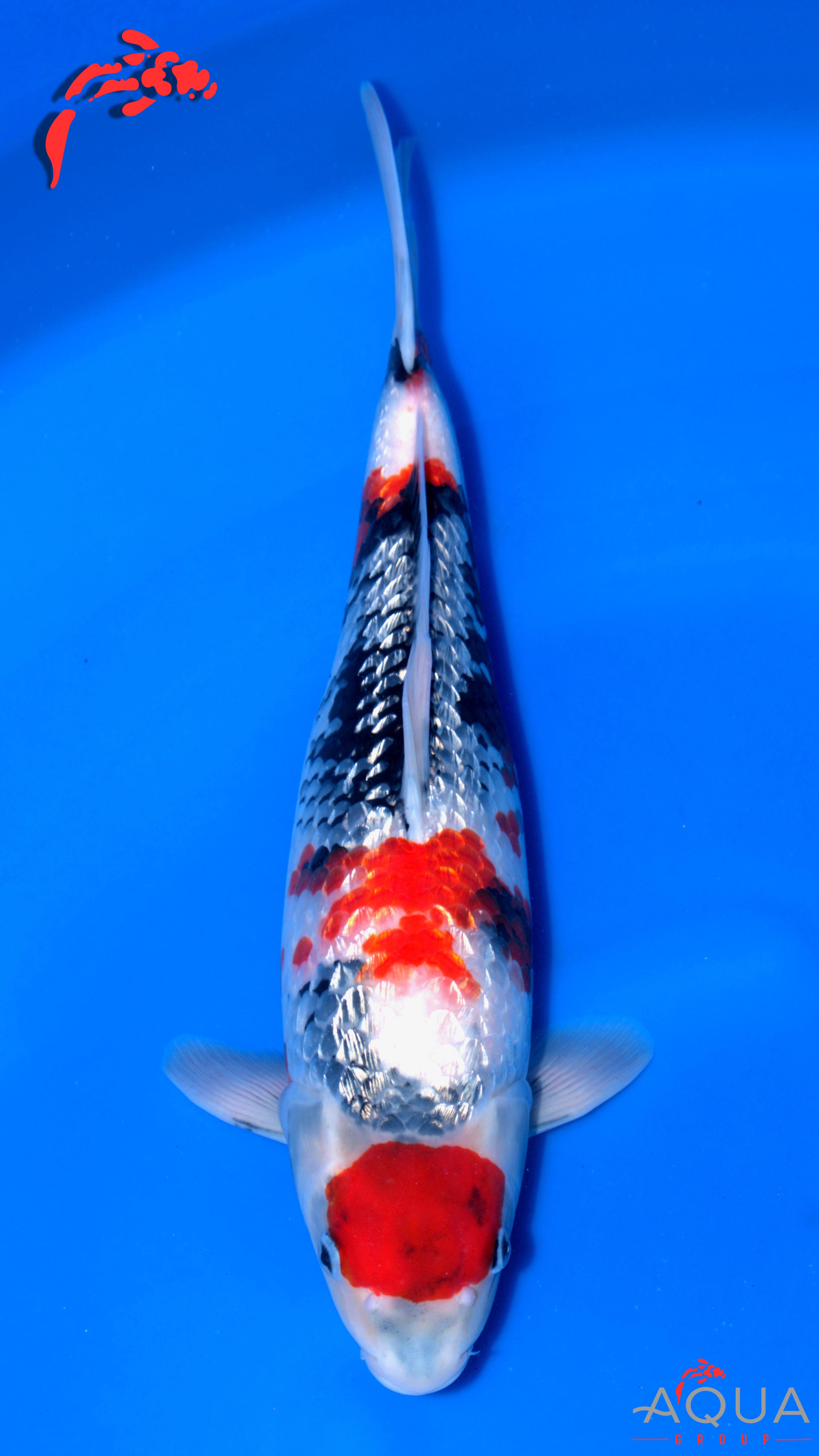 Gin Rin Showa - Okawa - Tosai